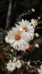 ramos-de-flores-naturales