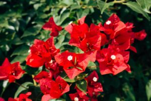 ramos-de-flores-naturales